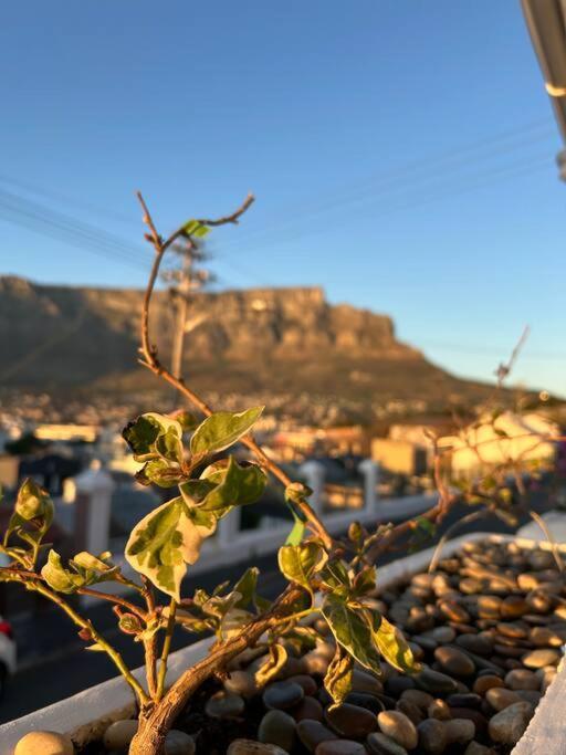 The Dolls House * Cape Town